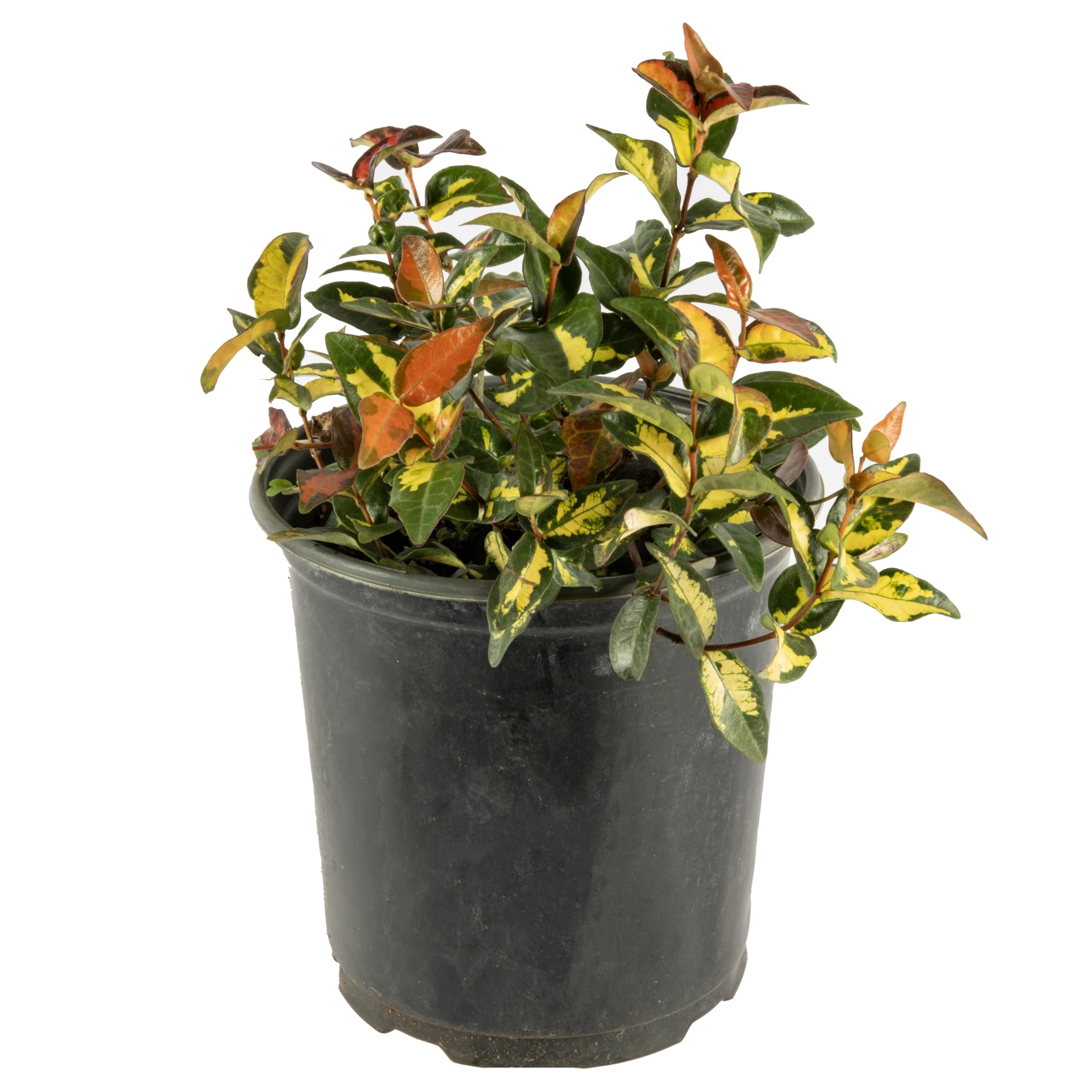 Amazon.com : American Plant Exchange Summer Sunset Jasmine – 6